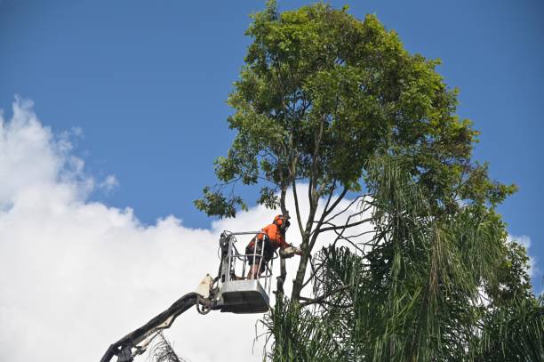 Best Arborist Consultation Services  in Golden Triangle, NJ