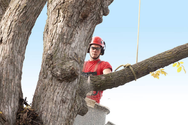  Golden Triangle, NJ Tree Removal Services Pros